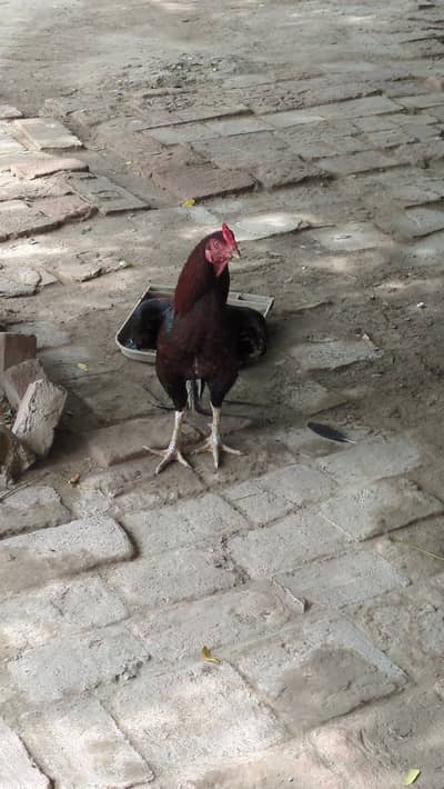 Aseel mainwali murga for sale
