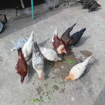 Grace Baby dasi hens morge