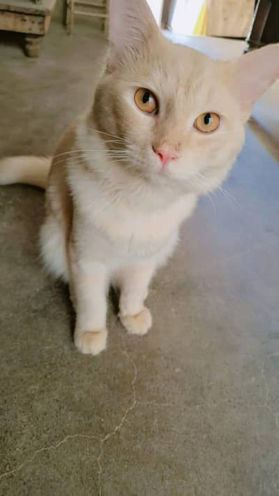 PERSIAN CAT