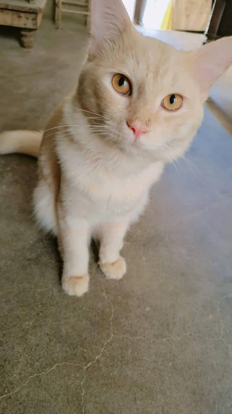 PERSIAN CAT 0
