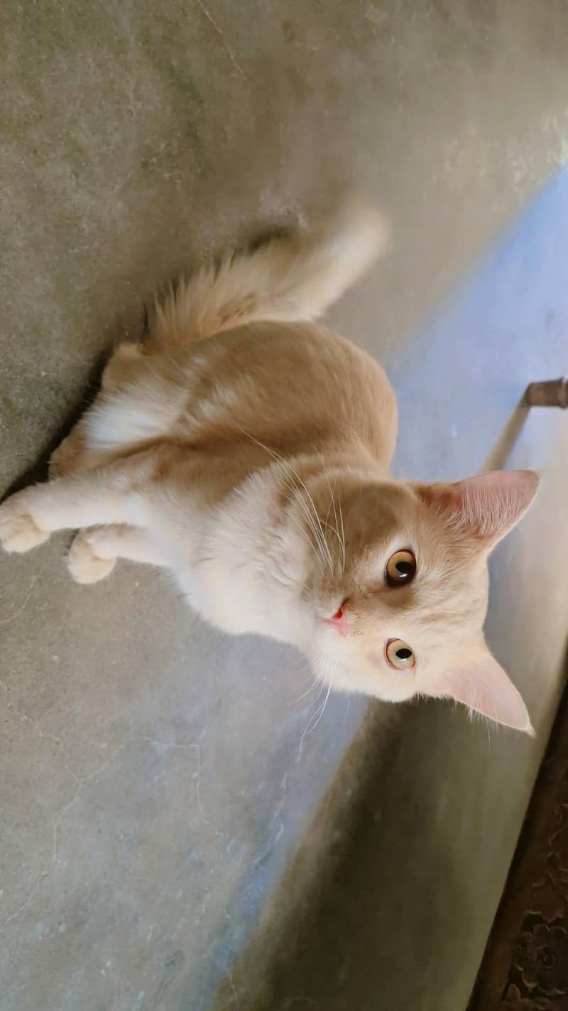 PERSIAN CAT 1