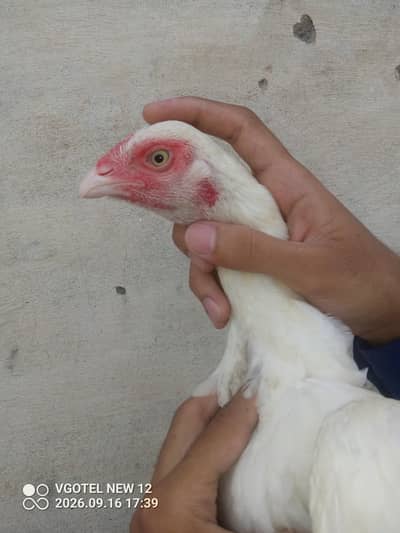 Heera aseel, aseel