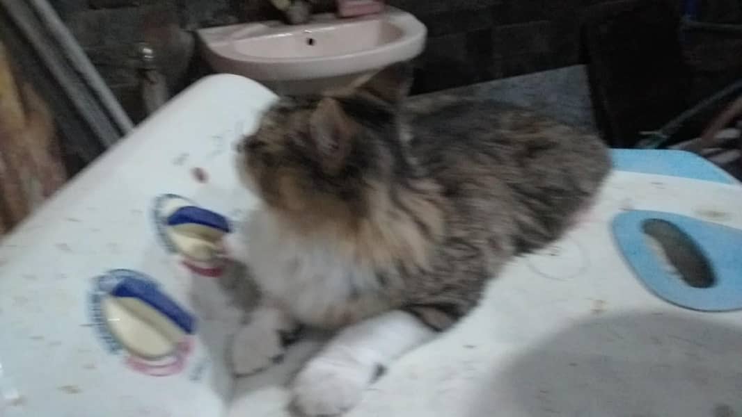 cats . 2