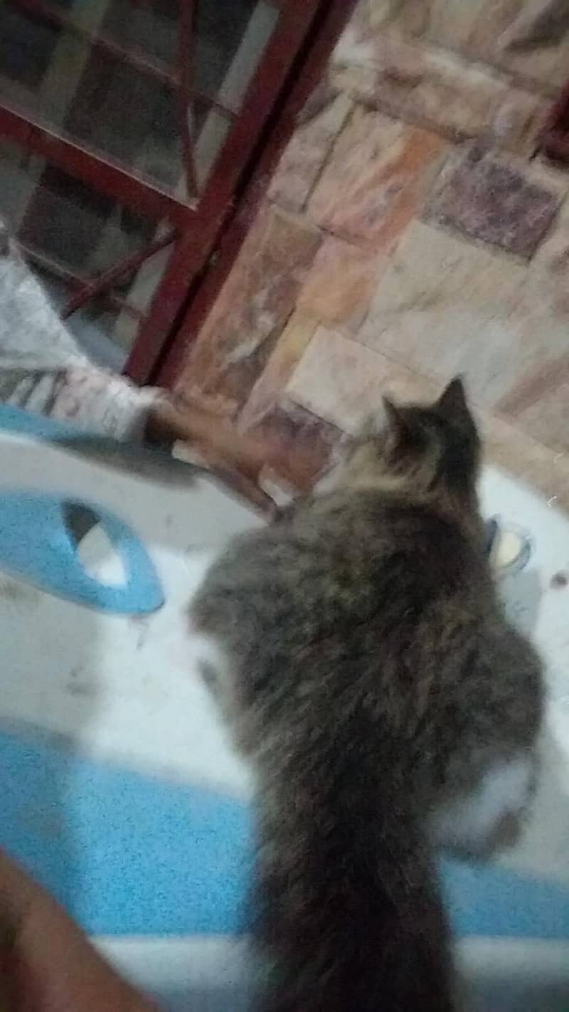 cats . 3