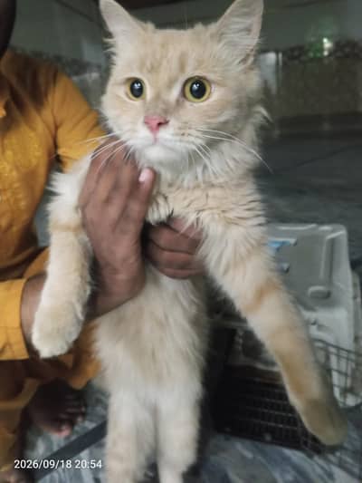 Persian Cat