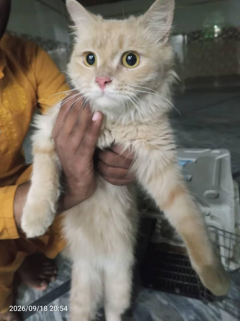 Persian Cat 1