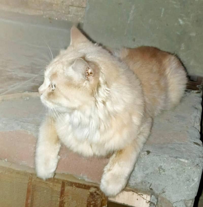 Persian Cat 2