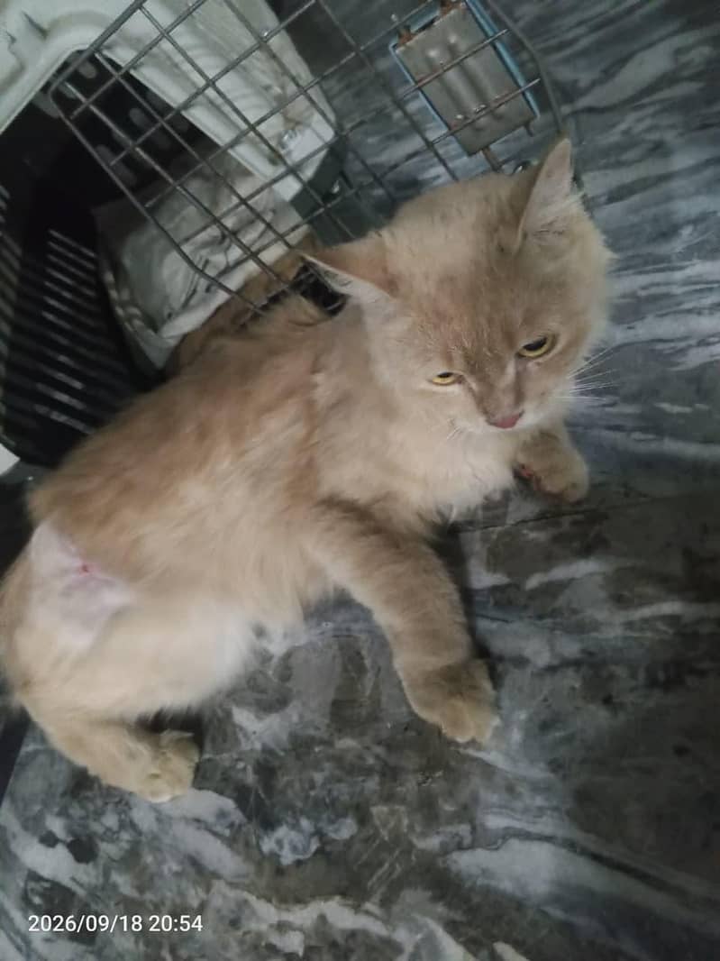 Persian Cat 3