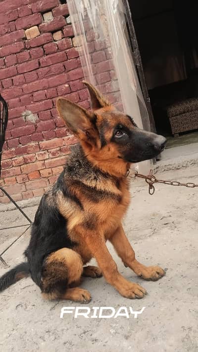 German shepherd male puppy