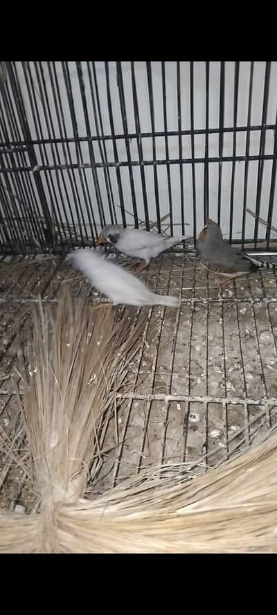 exchange for hen