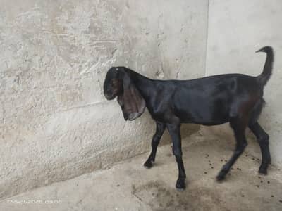 ناگری بکری کا بچہ sale کرنا ہے