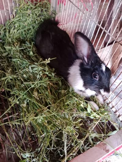 rabbit for sale