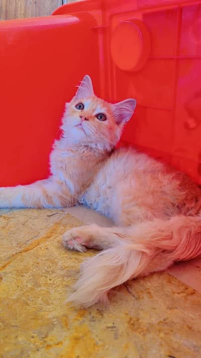 Beautiful Fluffy Ginger Long-Hair Cat for Sale