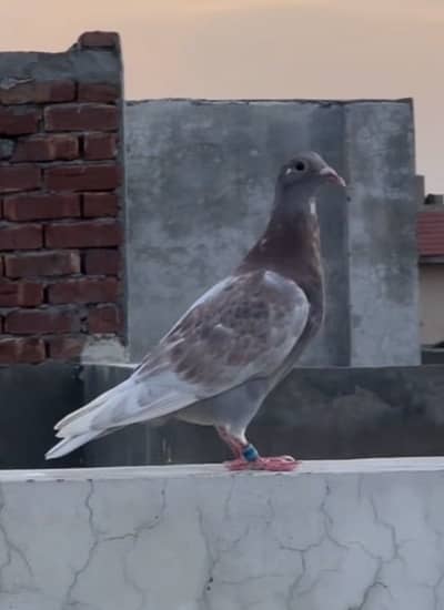 qasid pigeons urgent sale