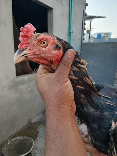 high quality aseel Burmese cross eggs