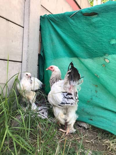 Light brahma PAIR. . superb quality.