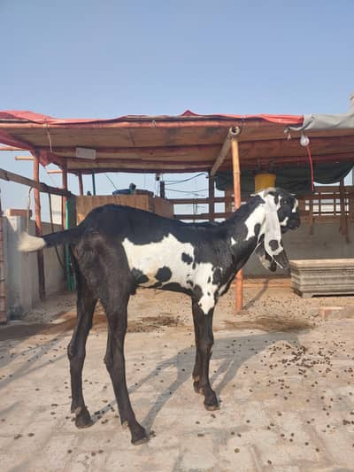 Betal Bakra