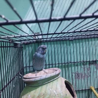 Healthy and active king budgie male
