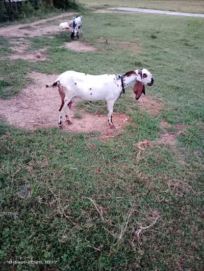 sahiwali beeta jora bachon k sath