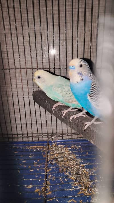 Australian breedr pair for sale 1 dfa breed kar chukha ha