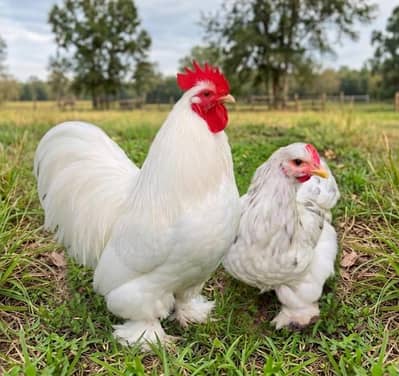 White Bantam Chicken For Sale