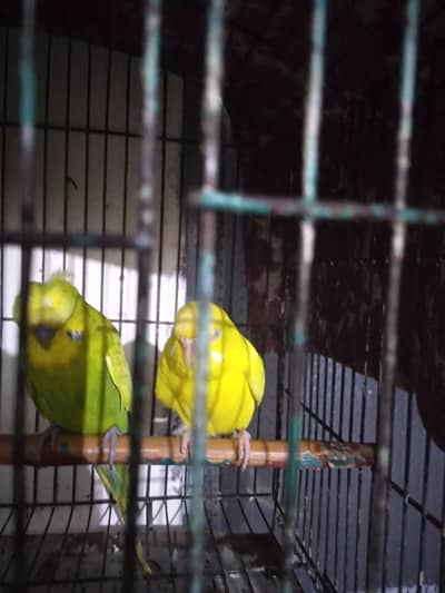 Breeder Pair