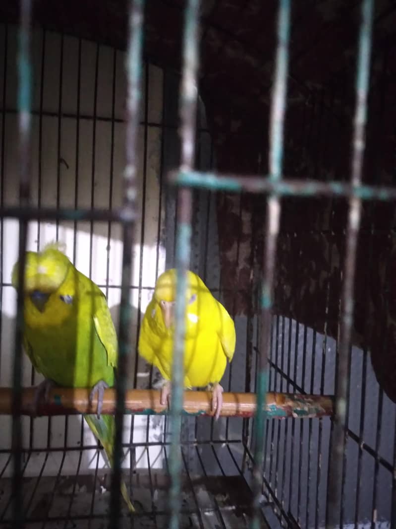 Breeder Pair 0