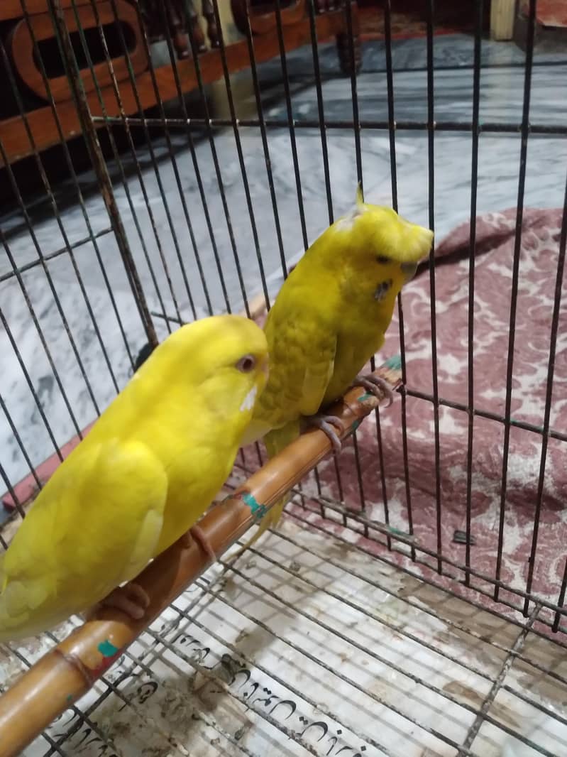 Breeder Pair 1