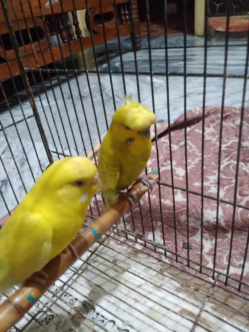 Breeder Pair 2