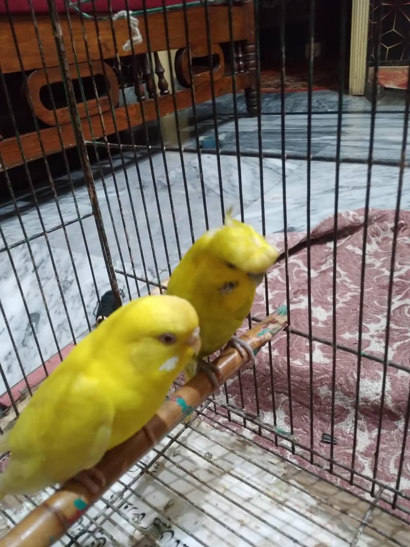 Breeder Pair 3