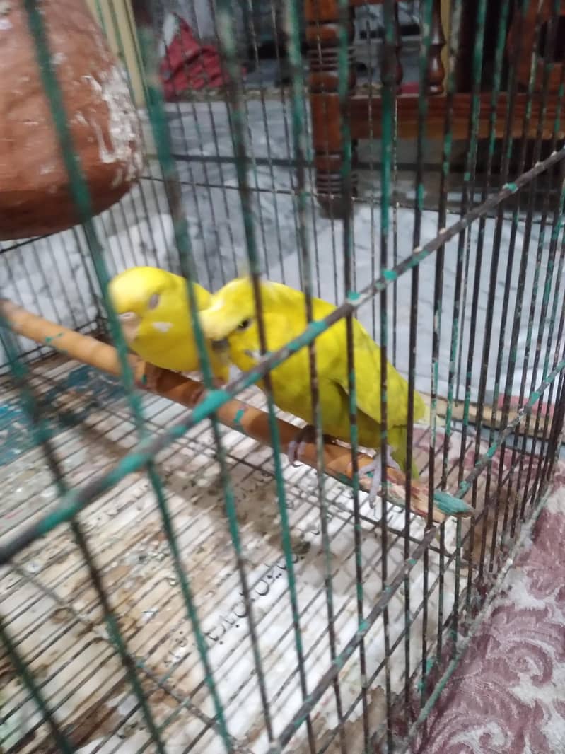 Breeder Pair 4