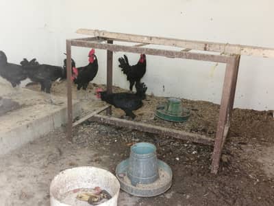 Black color cock