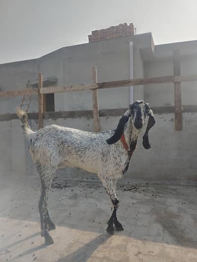 Bakri makhi cheeni