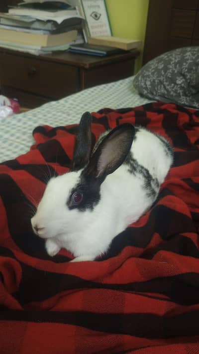 Bunny for sale in lahore