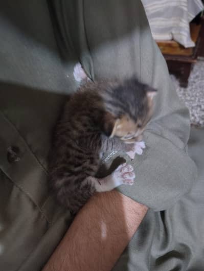 cats free baby