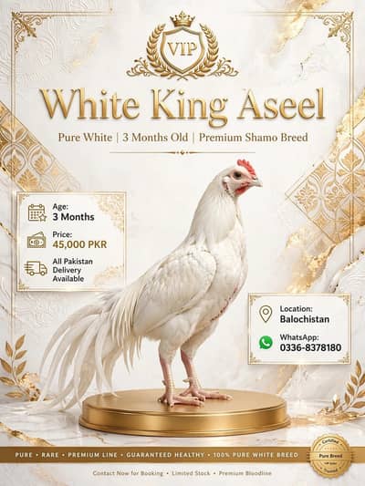 whith king aseel shamo bloodine