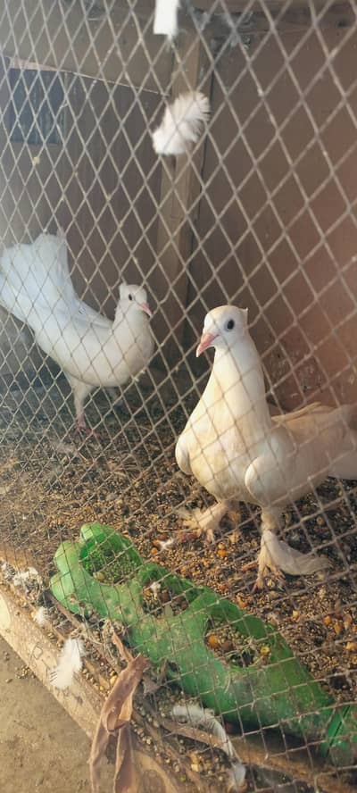 pure white lucky pair bodi wala