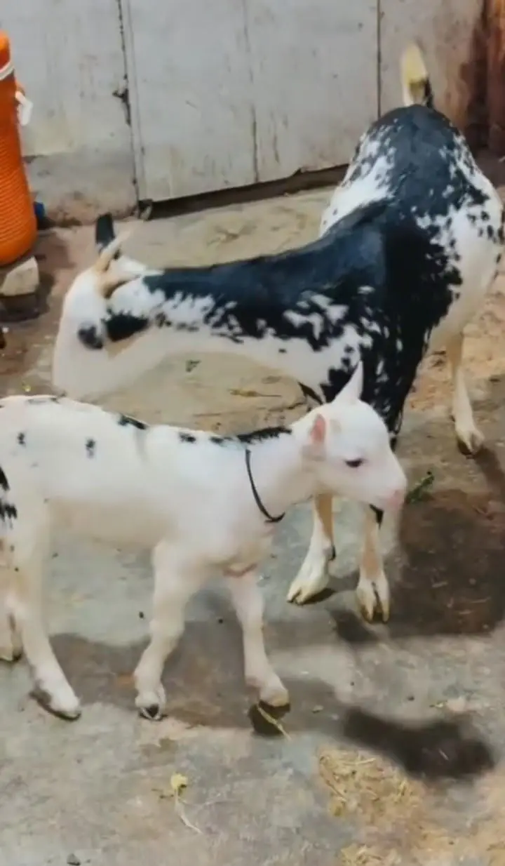 teddy ablack Bakri with male bacha Sath hn — photo 2