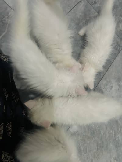 Persian  kitten