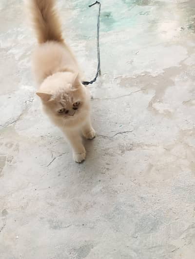 Parsian Cat