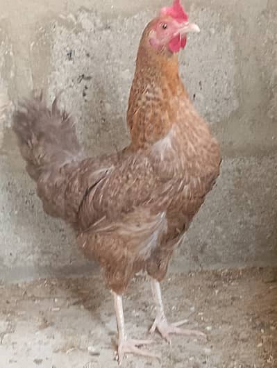 Misri murgi / anday wali murgi/murgi/hen/hens/dasi murgi/03190355873