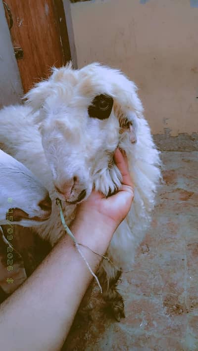 pure Mundra gulabi
