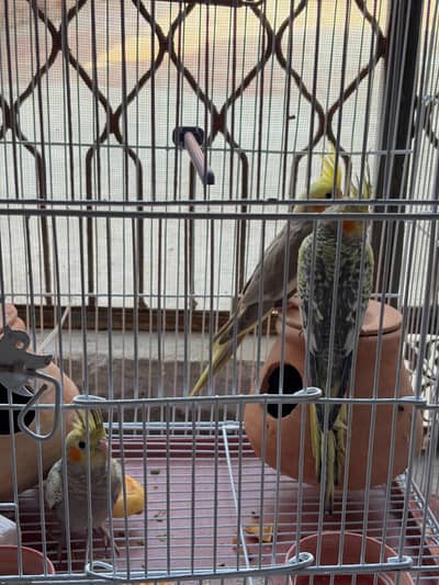 Cocktail Bird's