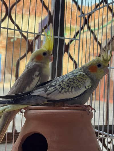 Cocktail Bird's