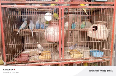 Sale Australian parrots