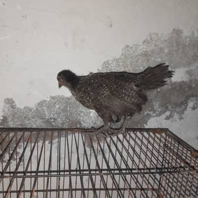 desi hen