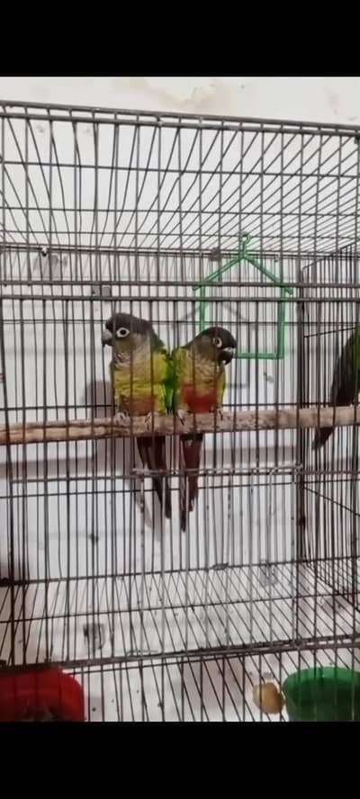 yellow sided Conor pair breeder pair available ha