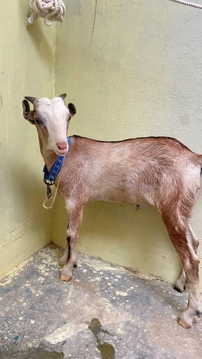 Bakra for sale