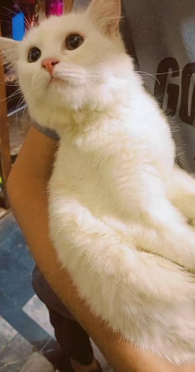 white Persian female kitten