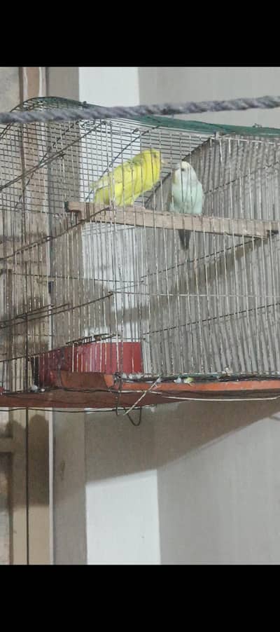 budgies